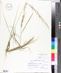 Eragrostis japonica image