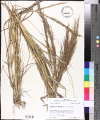 Eragrostis japonica image