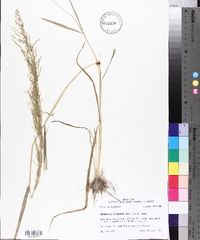 Eragrostis japonica image