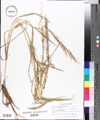 Eragrostis japonica image