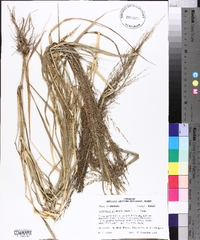 Eragrostis japonica image