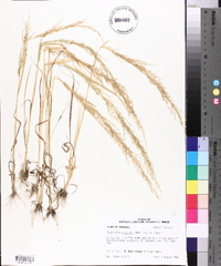 Eragrostis japonica image