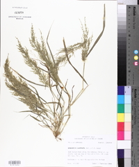 Eragrostis japonica image