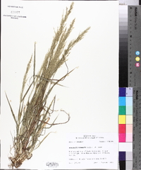 Eragrostis japonica image