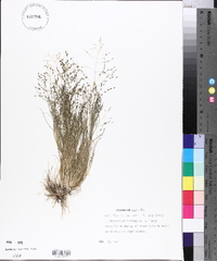 Eragrostis frankii image