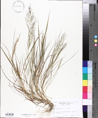 Eragrostis frankii image