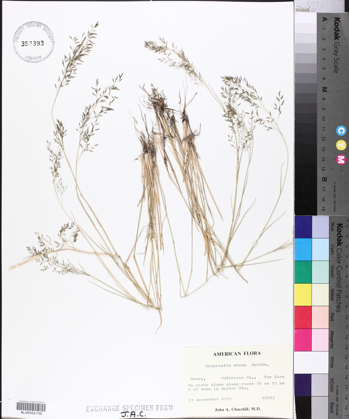 Eragrostis erosa image