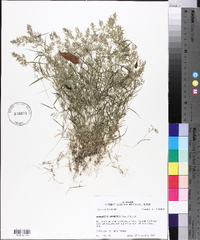 Eragrostis hypnoides image