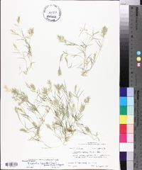 Eragrostis hypnoides image