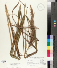Saccharum brevibarbe image
