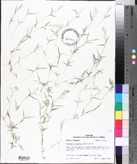 Eragrostis hypnoides image