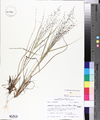 Eragrostis hirsuta image