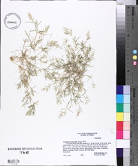 Eragrostis hypnoides image