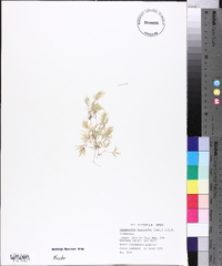 Eragrostis hypnoides image