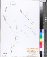 Eragrostis hypnoides image