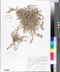 Eragrostis hypnoides image