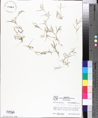 Eragrostis hypnoides image