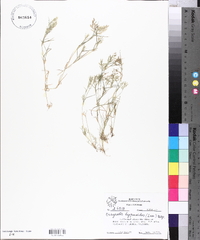 Eragrostis hypnoides image