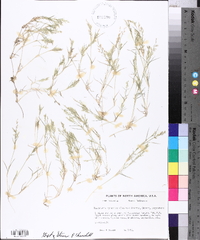 Eragrostis hypnoides image