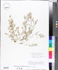 Eragrostis hypnoides image