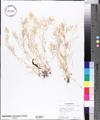 Eragrostis hypnoides image