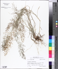 Eragrostis minor image