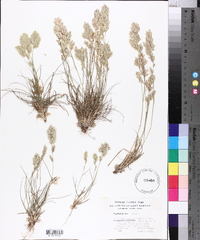 Eragrostis secundiflora image