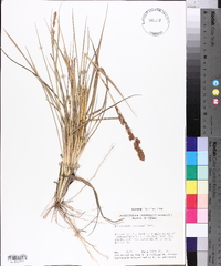 Eragrostis secundiflora image