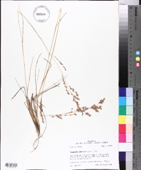 Eragrostis secundiflora subsp. oxylepis image