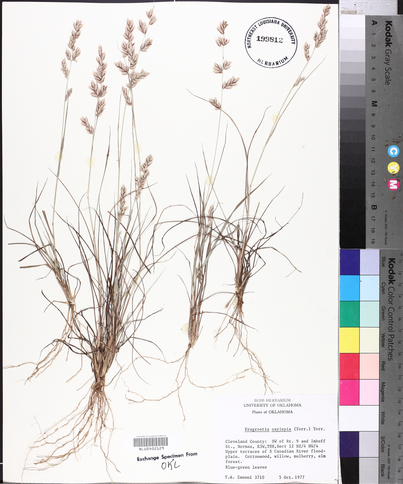 Eragrostis secundiflora image