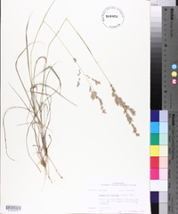 Eragrostis secundiflora image