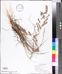 Eragrostis secundiflora image