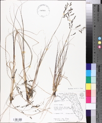 Eragrostis nutans image