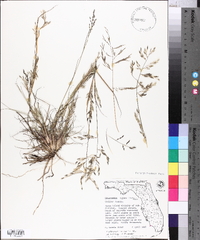 Eragrostis nutans image