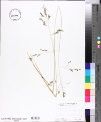 Eragrostis plumbea image