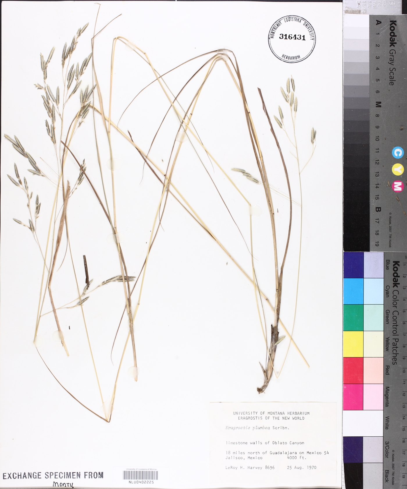 Eragrostis plumbea image