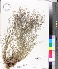 Eragrostis pilosa image