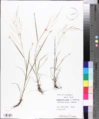 Eragrostis pilosa image