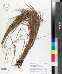 Eragrostis secundiflora image