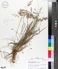 Eragrostis secundiflora image