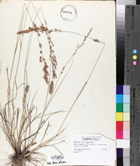 Eragrostis secundiflora image