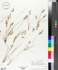 Eragrostis secundiflora image