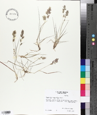 Eragrostis secundiflora image