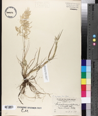 Eragrostis secundiflora image