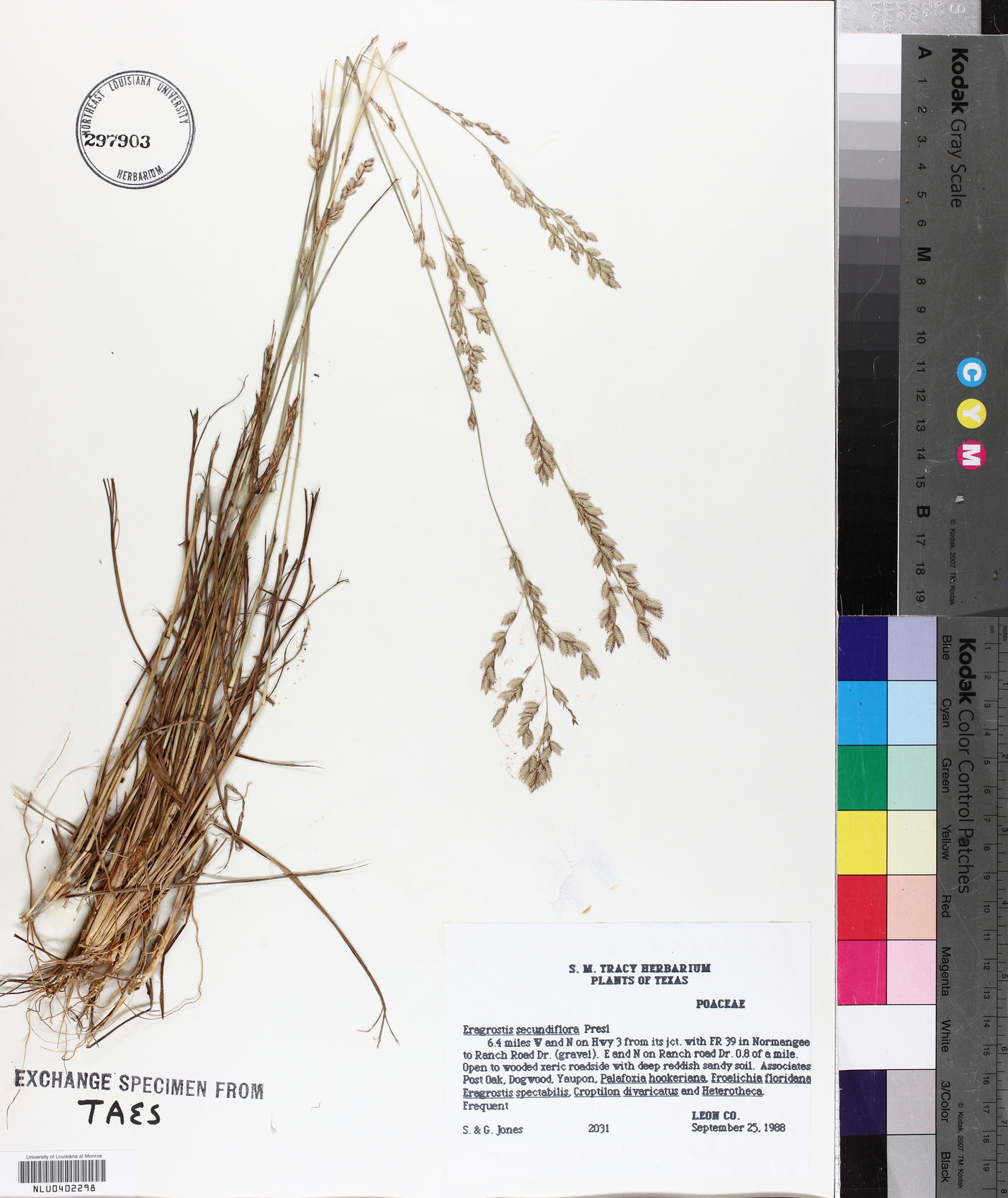 Eragrostis secundiflora image