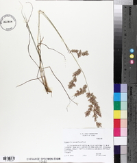 Eragrostis secundiflora image