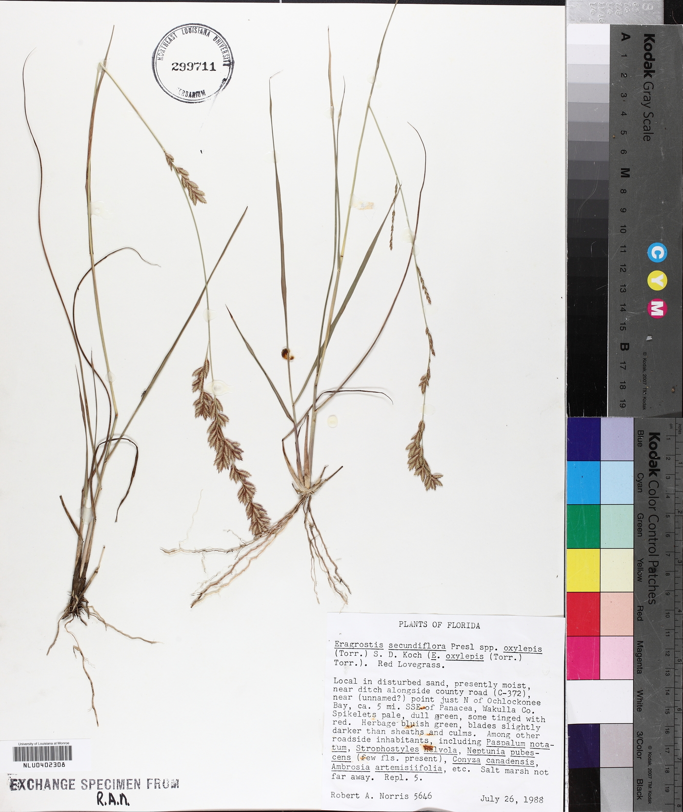 Eragrostis secundiflora image