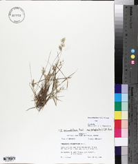 Eragrostis secundiflora image