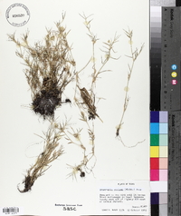 Eragrostis reptans image