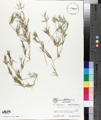 Eragrostis reptans image